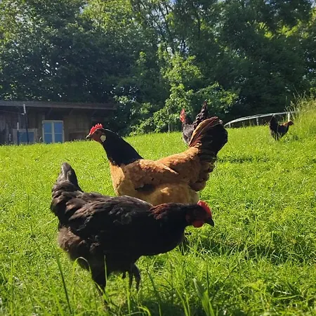 Lechrain - 5 Sterne - Für 6 Personen - Biohof Zwischen Ammersee Und Lech * Reichling